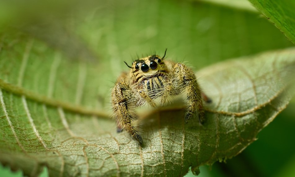 Jumping Spider Wasp