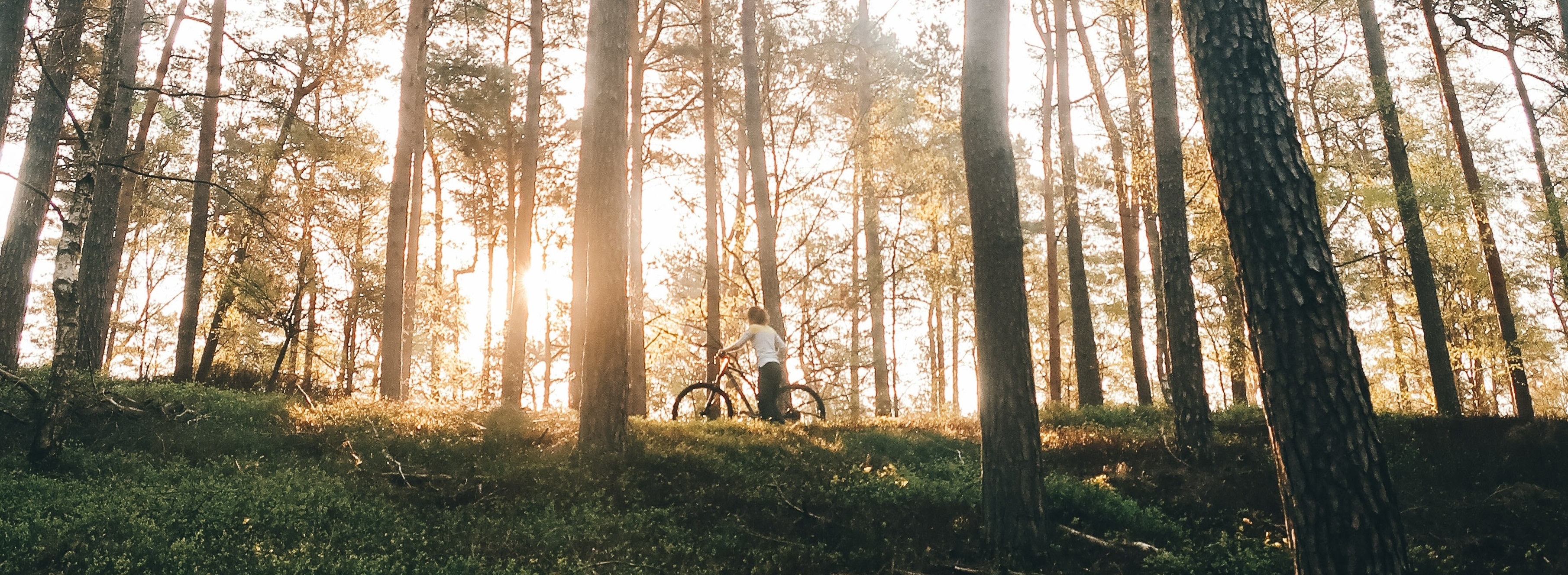 Burnout Natuur2