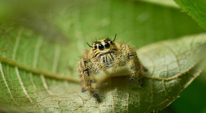 Jumping Spider Wasp Feature